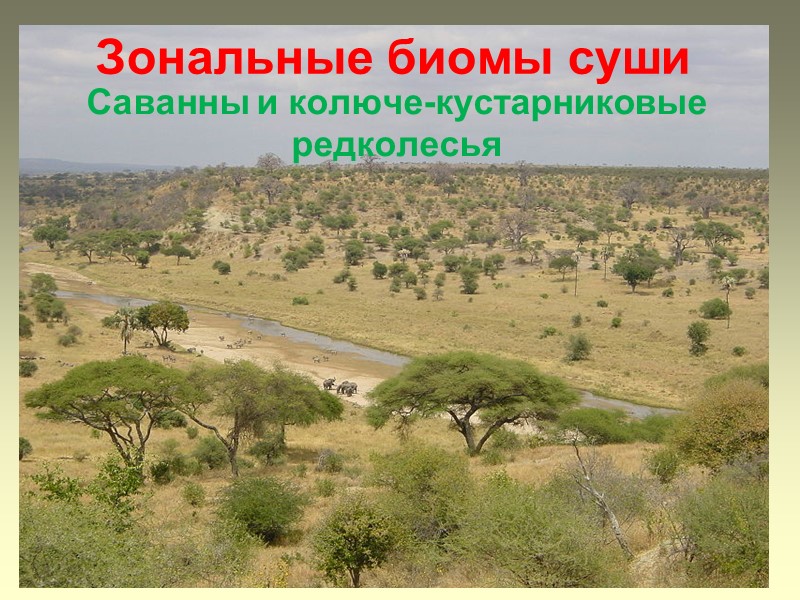 Зональные биомы суши Саванны и колюче-кустарниковые редколесья